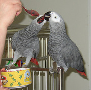 Arican grey parrots for good home.
